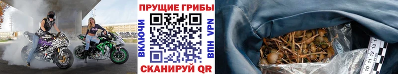 Галлюциногенные грибы прущие грибы  Слюдянка 